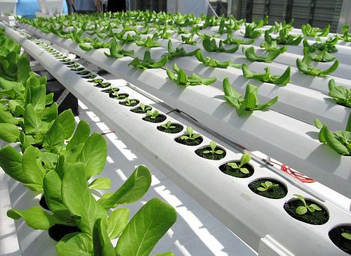 How To Find Grants For Hydroponic Farming