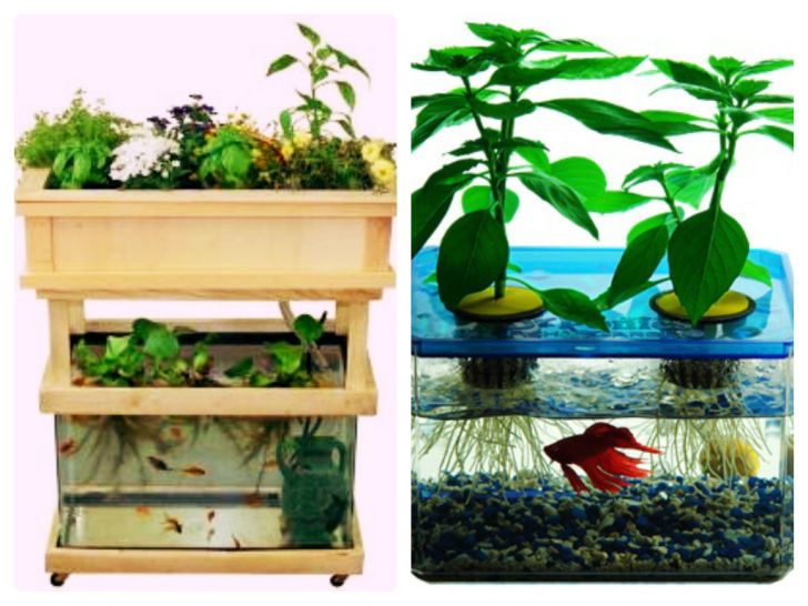 Private and Federal Grant Money for Aquaponics