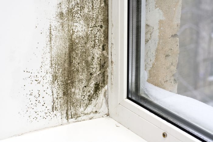 government-grants-for-homeowners-with-mold