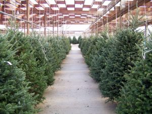 Free Christmas Trees For Low Income Families