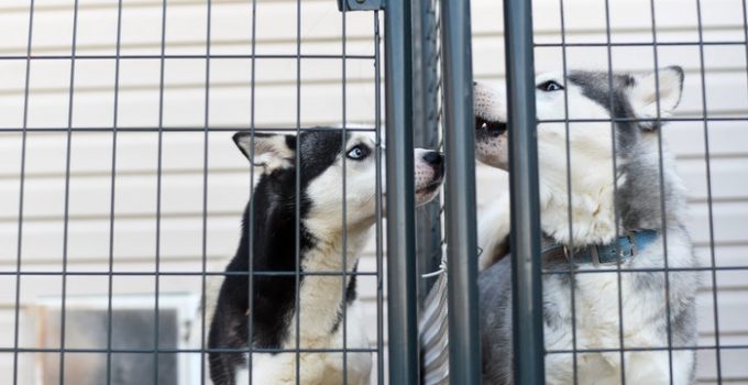 6 Most Surprising Ways to Donate to An Animal Shelter