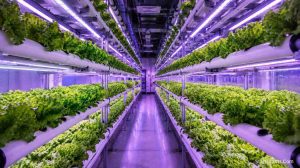 A high-tech indoor hydroponic farm utilizing advanced LED lighting and water circulation systems funded by government grants.