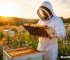 Grants for Raising Honey Bees: The 2026 Government Funding Guide